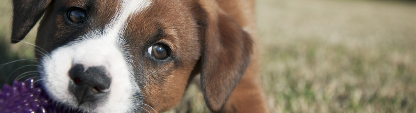 Puppy Photo Gallery