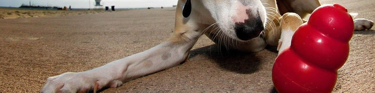 Dog Supplies