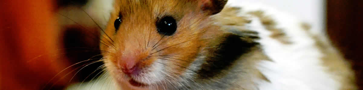 Small Animal Supplies